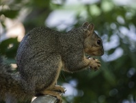 Fox Squirrel Holding A Peanut