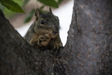 Fox Squirrel In Crook Of Tree