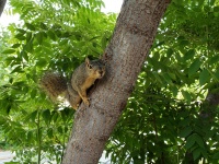 Fox Squirrel în copac