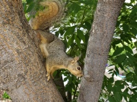 Fox Squirrel în copac