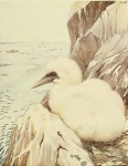 Gannet Baby Vogel Morus Sulidae
