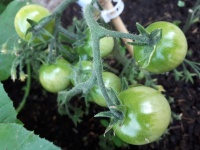 Tomates De Jardín