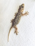 Gecko sur un mur