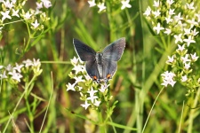 Papillon porte-queue gris 3