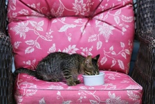 Szary kotek jedzenie w fotelu patio