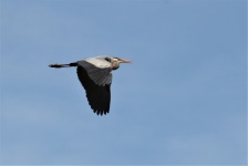 Great Blue Heron in Flight 2