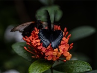 Grote mormoonse vlinder