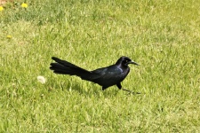 Great-tailed Grackle in Grass