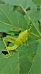 Green American Bird Grasshopper