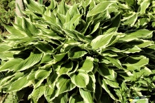 Green and White Hosta Close-up