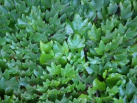 Muro di copertura di edera verde