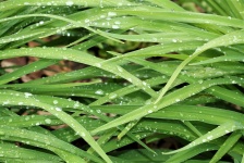 Zielone liście i krople deszczu Close-u