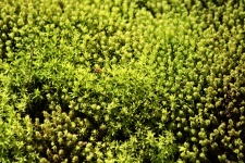 Green Moss Background