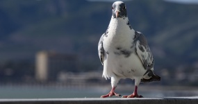 Grey and White Pigeon
