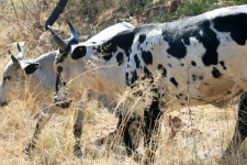 Gri nguni bovine în timpul iernii