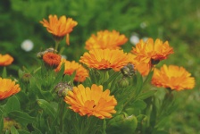 Groupe de fleurs variété gerbera