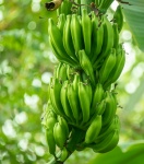 Bananas crescentes