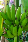 Выращивание бананов