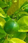 Growing Lime
