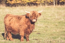 Highland bovine
