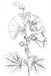 Dibujo de flores de malvarrosa