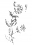 Kaprifol blommor ritning