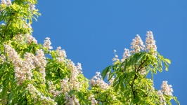 Horse chestnut in bloom