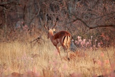 Impala Buck Moving Off Into Bush