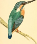 Kingfisher Alcedinidae