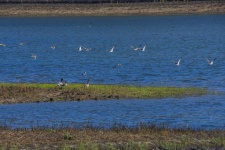 Lake Sandbar And Birds