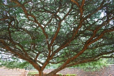 Large acacia tree