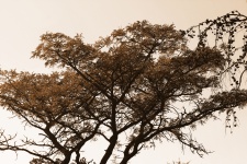 Large tree in sepia