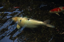 Large White Koi Fish In A Pond