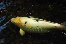 Large white koi fish in a pond