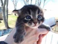 Little Kitten
