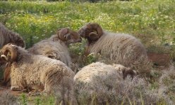 Longhair Sheep In Field