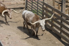 Bestiame di Longhorn
