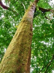 Looking Up A Tall Tree