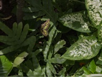 Malachite Butterfly On Plant