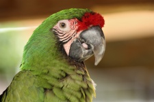 Military Macaw Portrait