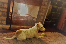 MiLo By The Fireplace