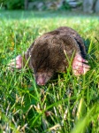 鼹鼠在草地上