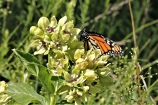 Mariposa monarca en algodoncillo