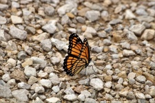 Borboleta monarca em pedras brancas