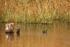 Moorhen With Red Bill On Water