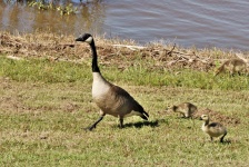 Mother Goose And Goslings Walking