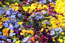 Multi-colored Pansies Background