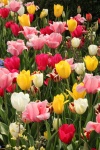 Multi-colored Tulips Full Frame