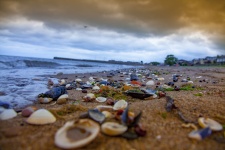 Plaża Musselburgh