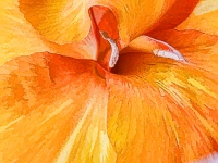 Arancione Canna Flower Artistic